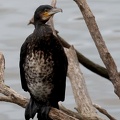 Phalacrocorax carbo-91