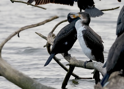Phalacrocorax carbo-24