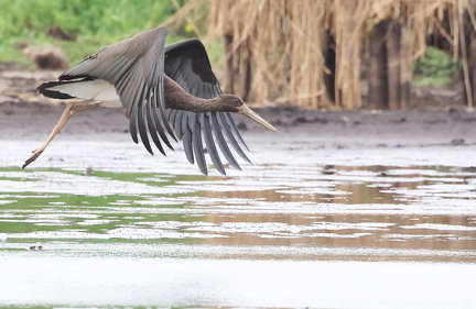 Ciconia nigra-1