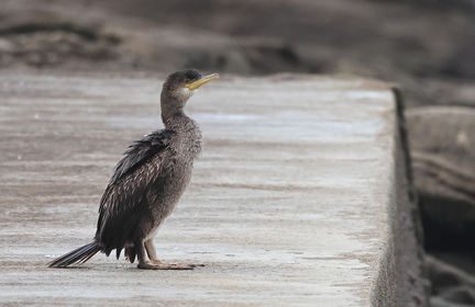 Phalacrocorax aristotelis-42