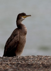 Phalacrocorax aristotelis