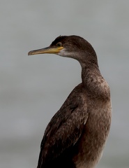Phalacrocorax aristotelis-1