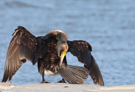 Phalacrocorax carbo-911