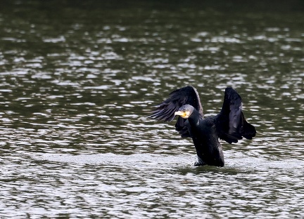 Phalacrocorax carbo-92