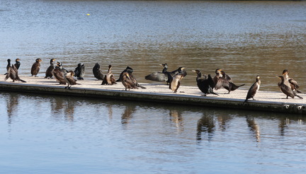 Phalacrocorax carbo-951