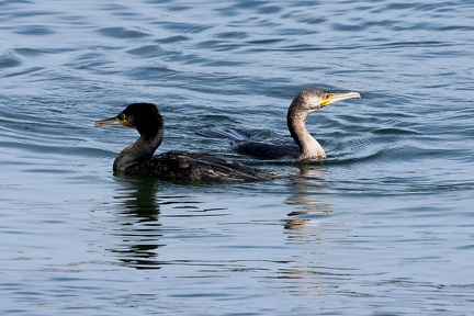 Phalacrocorax aristotelis-2