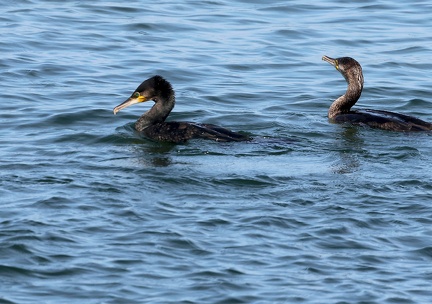 Phalacrocorax aristotelis-21