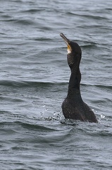 Phalacrocorax carbo-83