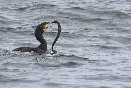 Phalacrocorax carbo-84