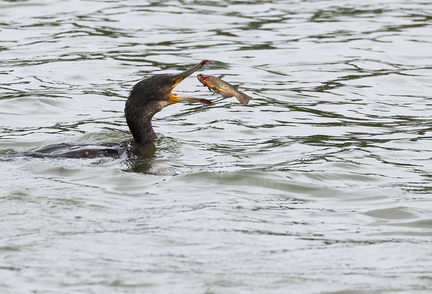 Phalacrocorax carbo-s07