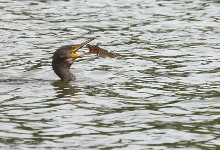 Phalacrocorax carbo-s08