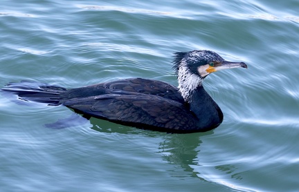 Phalacrocorax carbo-22