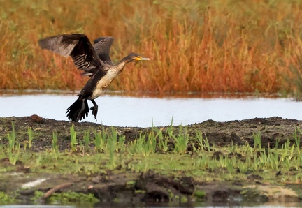 Phalacrocorax carbo-93