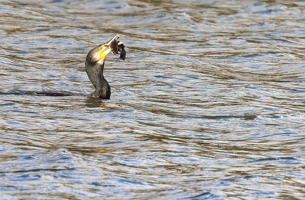 Phalacrocorax carbo-s01