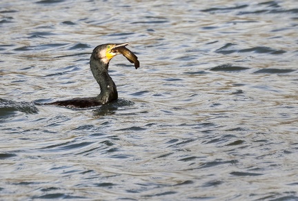 Phalacrocorax carbo-s04