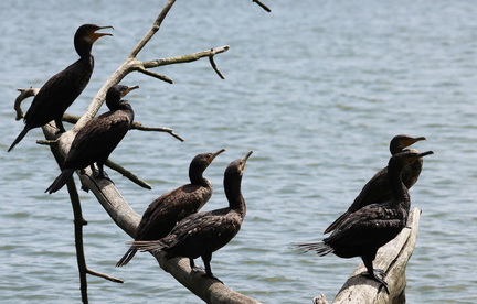 Phalacrocorax carbo-953