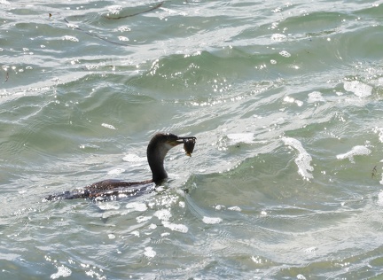 Phalacrocorax carbo-85