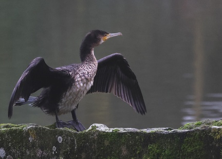 Phalacrocorax carbo-12