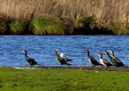 Phalacrocorax carbo-6