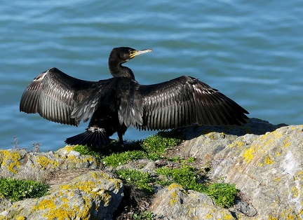 Phalacrocorax carbo-1