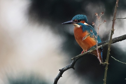Alcedo atthis-6