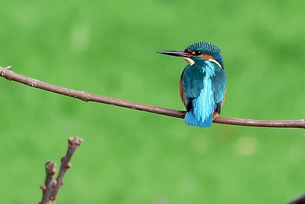 Alcedo atthis-61