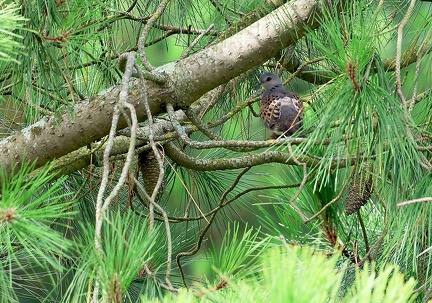 Streptopelia turtur