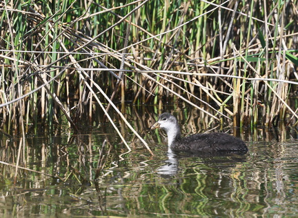 Fulica atra-21