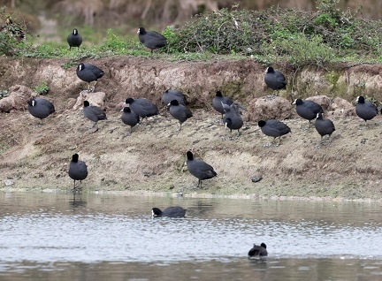 Fulica atra-4