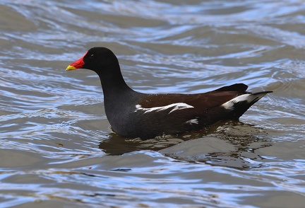 Gallinula chloropus
