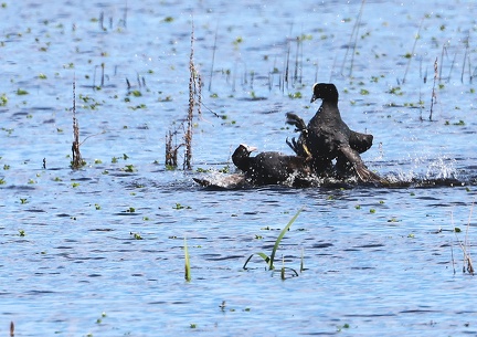 Fulica atra-5