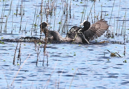 Fulica atra-6