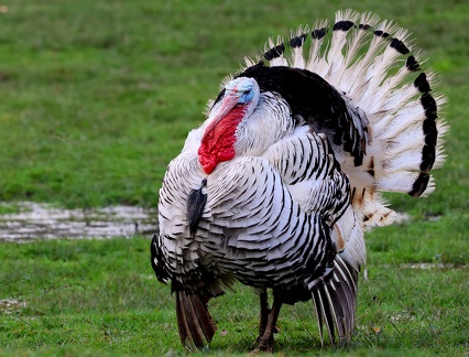 Meleagris-2