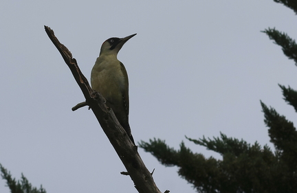 Picus viridis-01