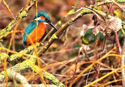 Alcedo atthis