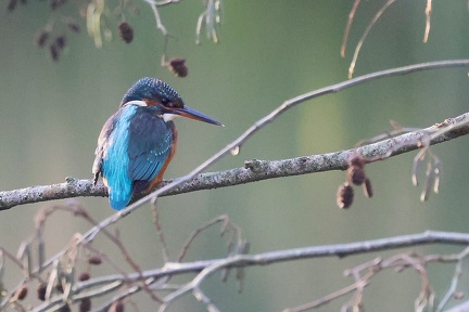 Alcedo atthis-51