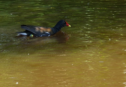 Gallinula chloropus-0