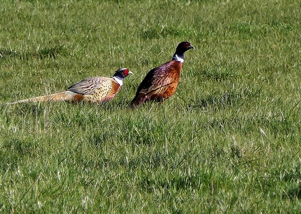 Phasianus colchicus-1