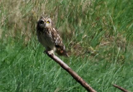Asio flammeus-1