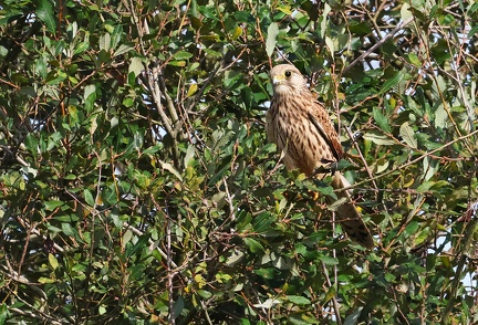 Falco tinnunculus-4