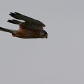 Falco tinnunculus-01