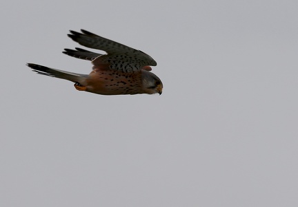 Falco tinnunculus-01