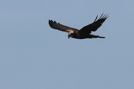 Circus aeruginosus-5