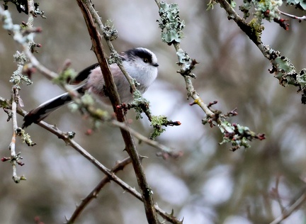 Aegithalos caudatus-1