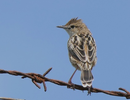 Cisticola juncidis-1