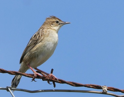 Cisticola juncidis-11