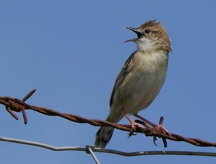 Cisticola juncidis-12