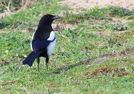 Pica pica-1