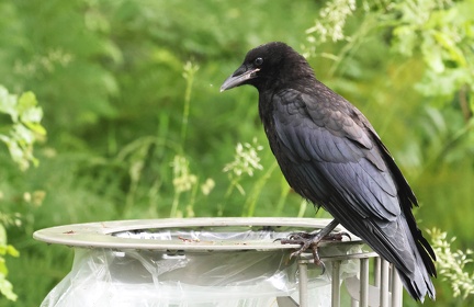 Corvus corax-1
