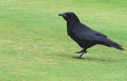 Corvus corax